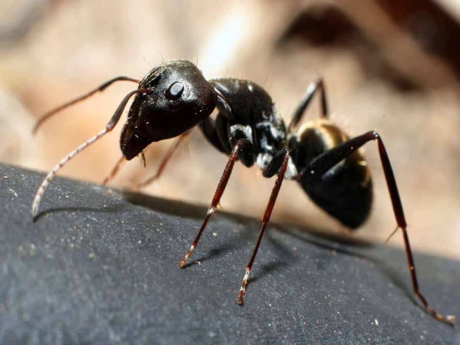 Una hormiga negra con un tórax dorado caminando sobre una superficie oscura. — Hormiga carpintera Fondos de pantalla