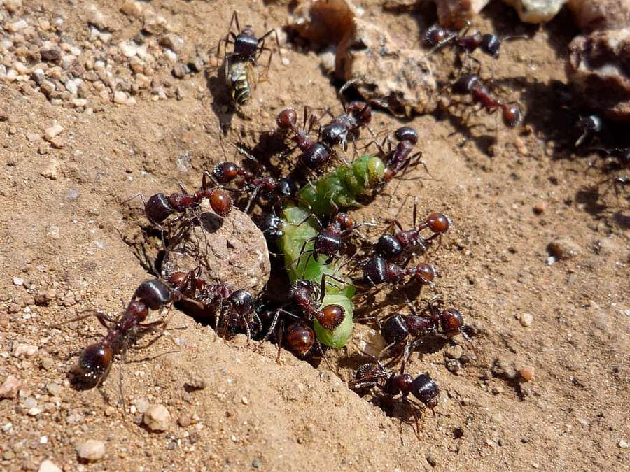 Hormigas trabajando juntas para llevar una oruga verde sobre suelo seco. — Hormiga Cosechadora Fondos de pantalla