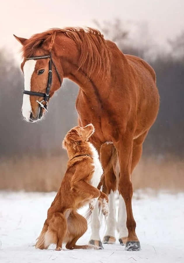 Horse And Dog Wallpaper