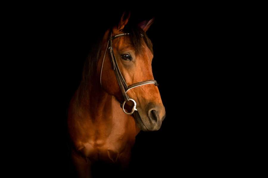 A chestnut horse wearing a bridle, lit dramatically against a black background. — Horse Background