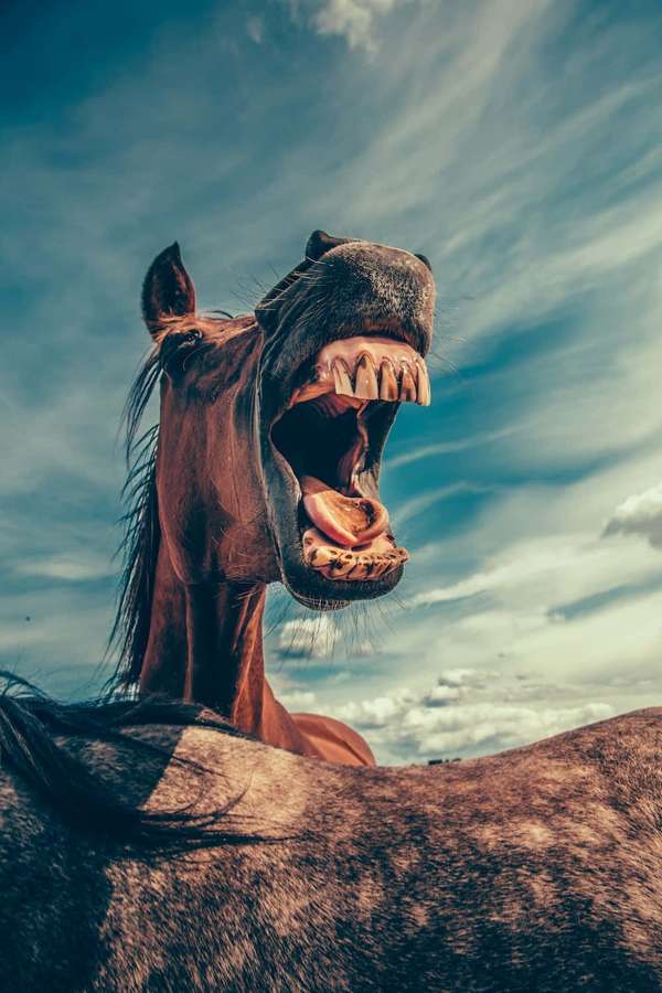 Ein braunes Pferd mit weit geöffnetem Maul, das Zähne zeigt, vor einem bewölkten Himmel. — Horse Face Bilder