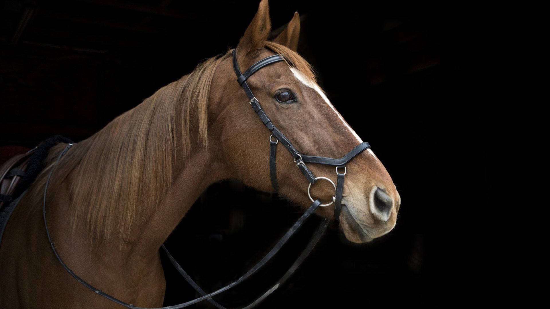 Horse Face Billeder