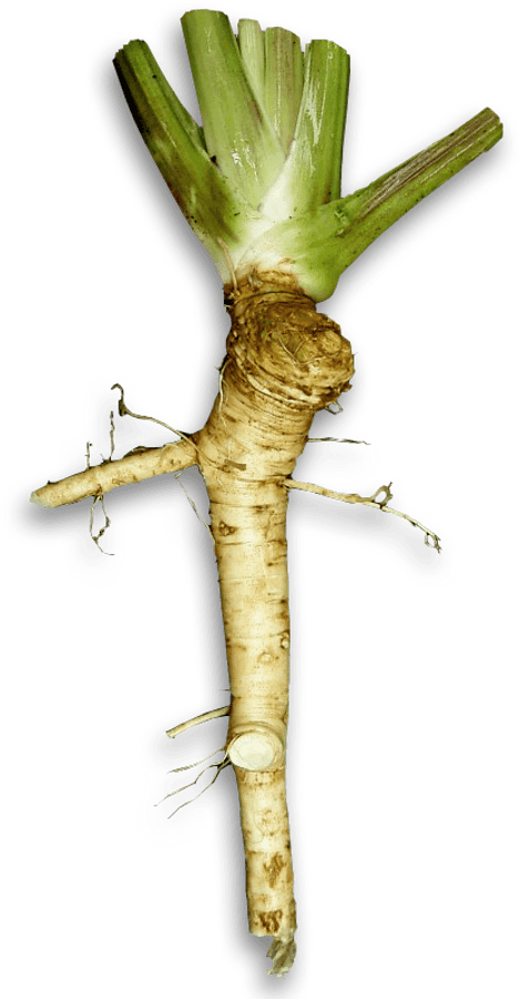 Horseradish Png