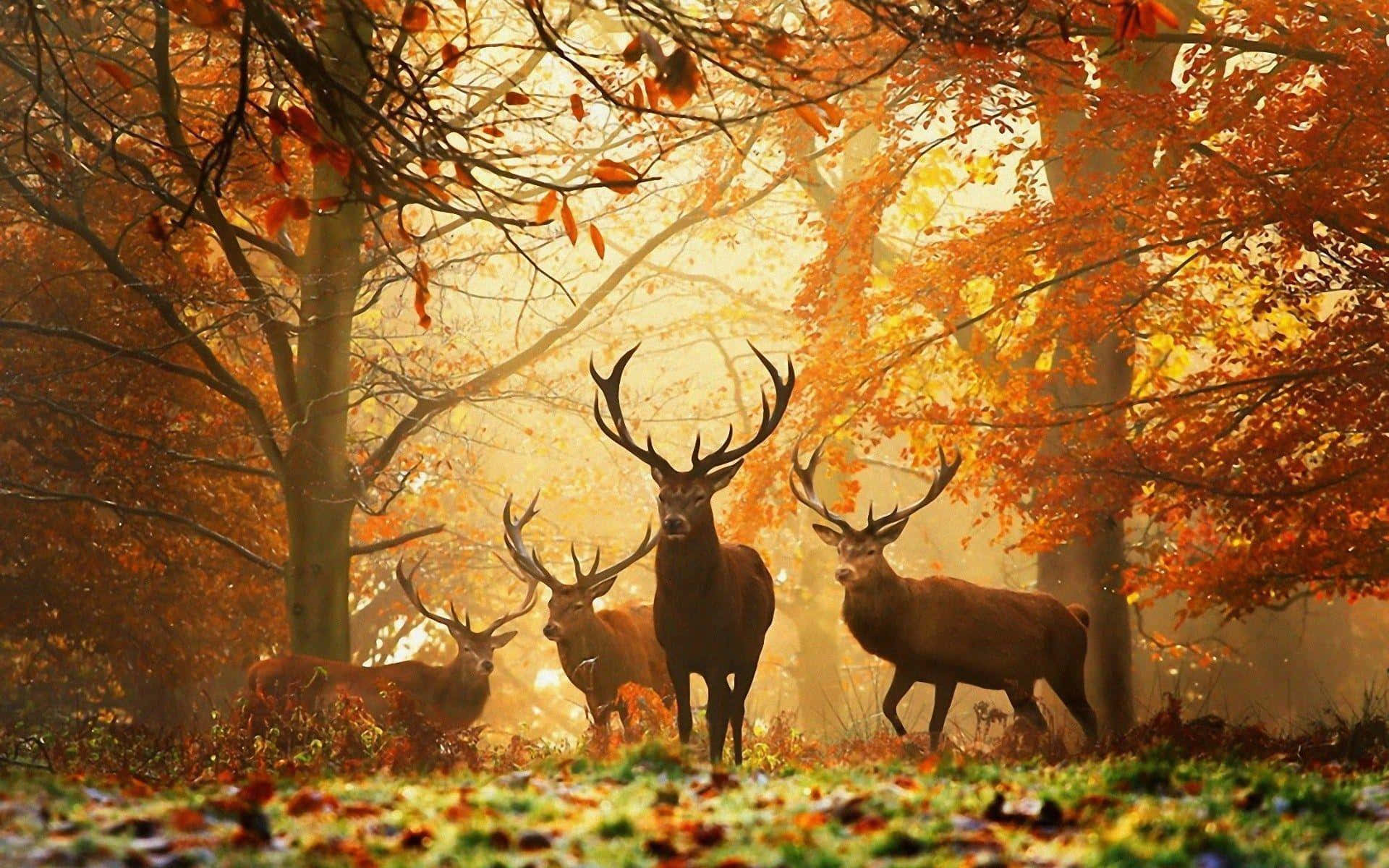 Høst Natur Bakgrunnsbildet