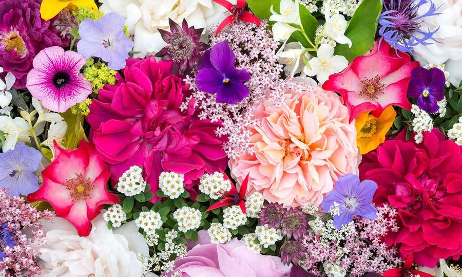 Et tett arrangement av fargerike blomster, inkludert roser og stemorsblomster i rosa, lilla og hvitt. — Høstblomster Bakgrunner