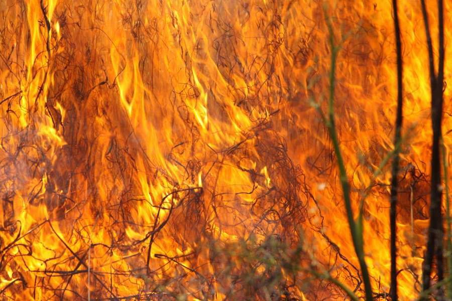 Close-up of roaring wildfire consuming dry brush and twigs. — Hot Background