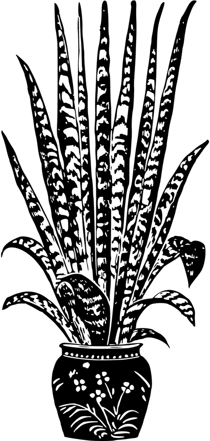 Houseplant Png