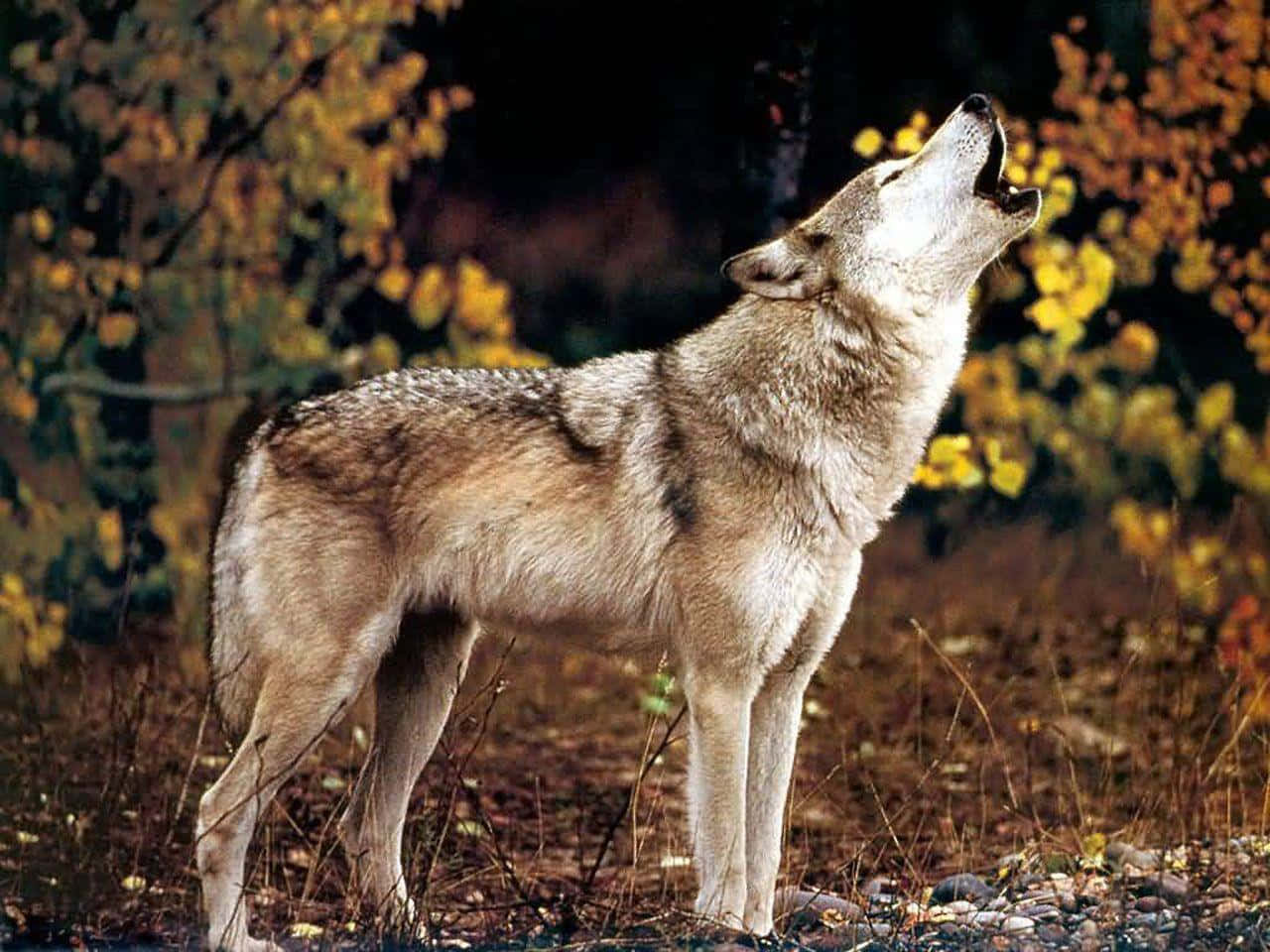 Howling Wolf Pictures Wallpaper