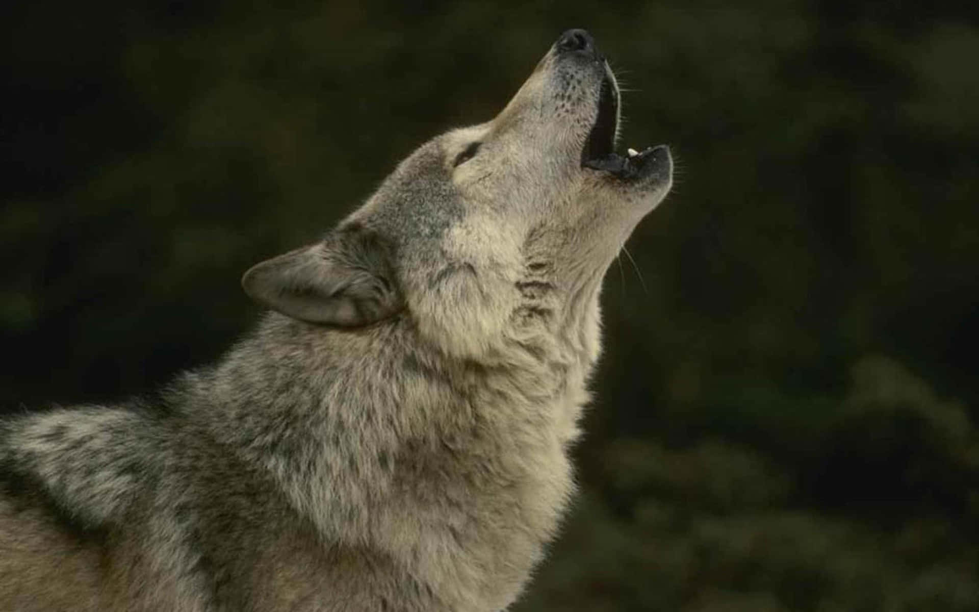 wolf howling wallpaper hd