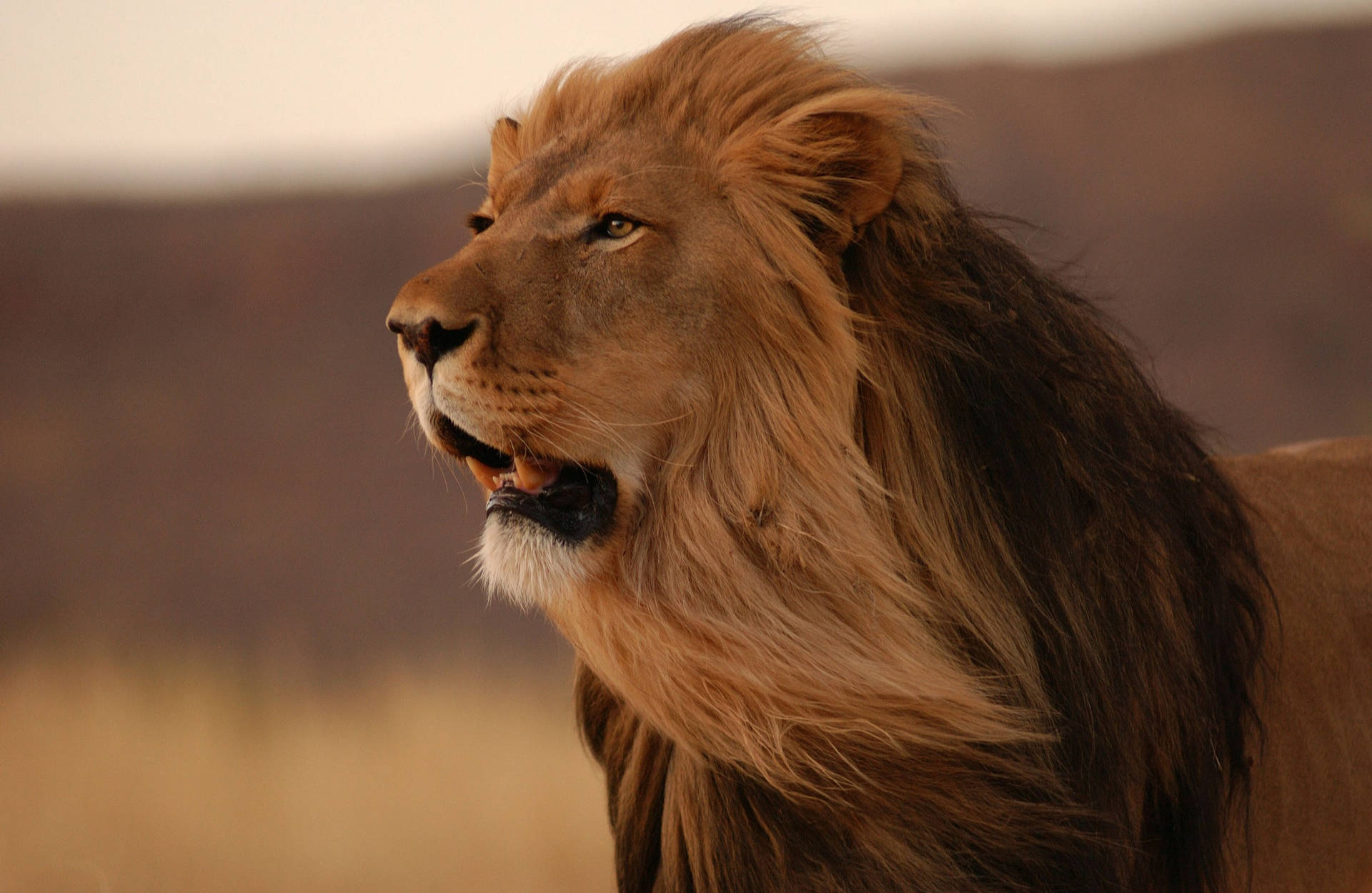 The Male African Lion African Lion Male HD wallpaper  Wallpaperbetter