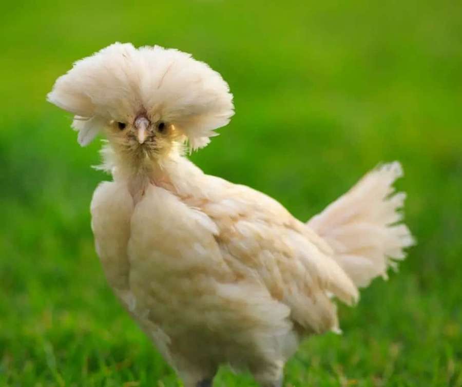 Ein flauschiges weißes Haubenhuhn, das auf grünem Gras steht — Hühnchen Wallpaper