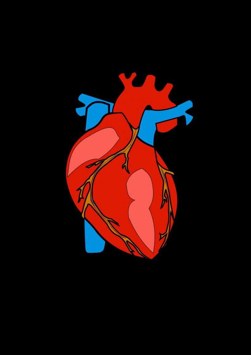 Anatomical heart illustration with red and blue vessels on black background. — Human PNG