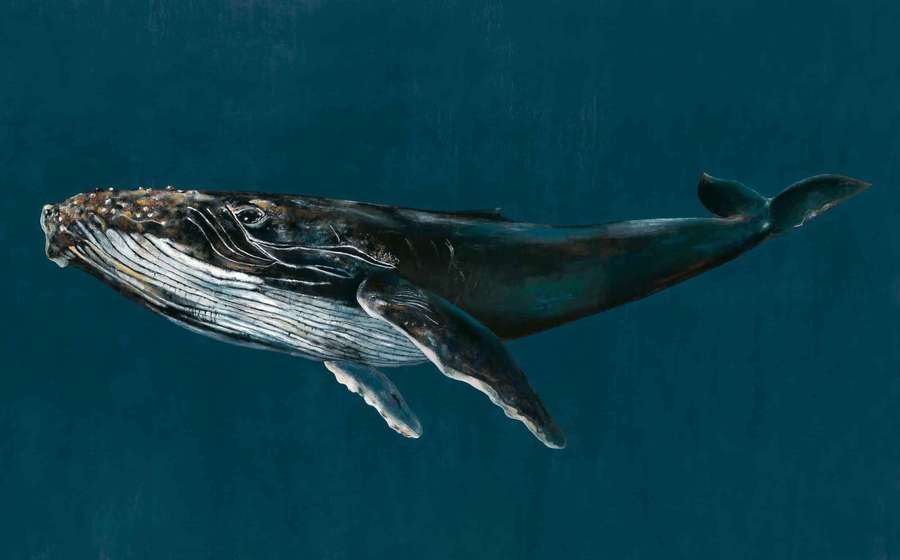 Humpback whale swimming in deep blue ocean with detailed skin texture. — Humpback Whale Wallpaper