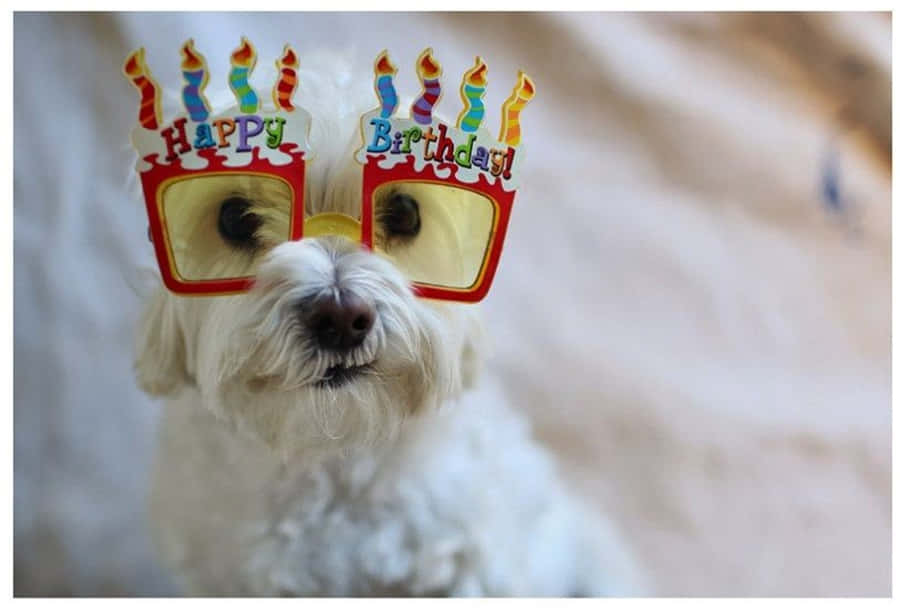 Hund Fødselsdag Billeder