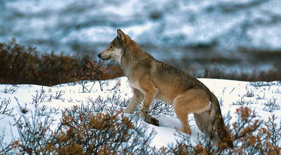 A wolf standing in snow-covered tundra with bare shrubs — Hunting Wolves Wallpaper