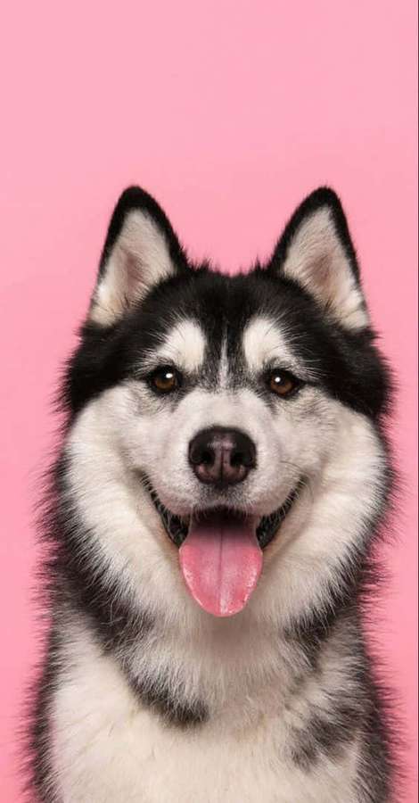Nahaufnahme eines lächelnden Huskys mit heraushängender Zunge vor rosa Hintergrund. — Husky Bilder