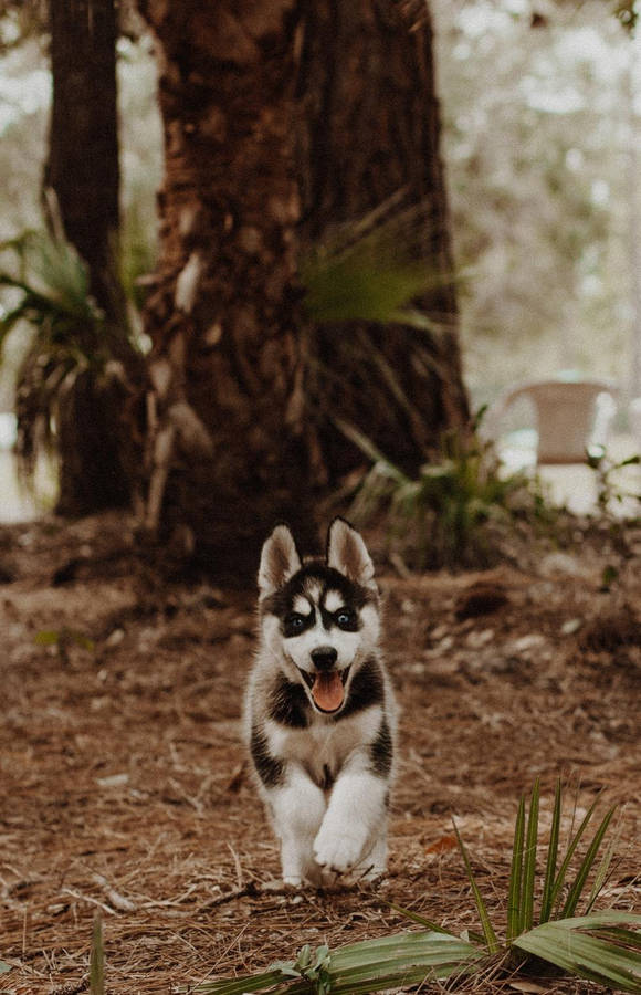 Husky Puppy Bakgrunnsbildet