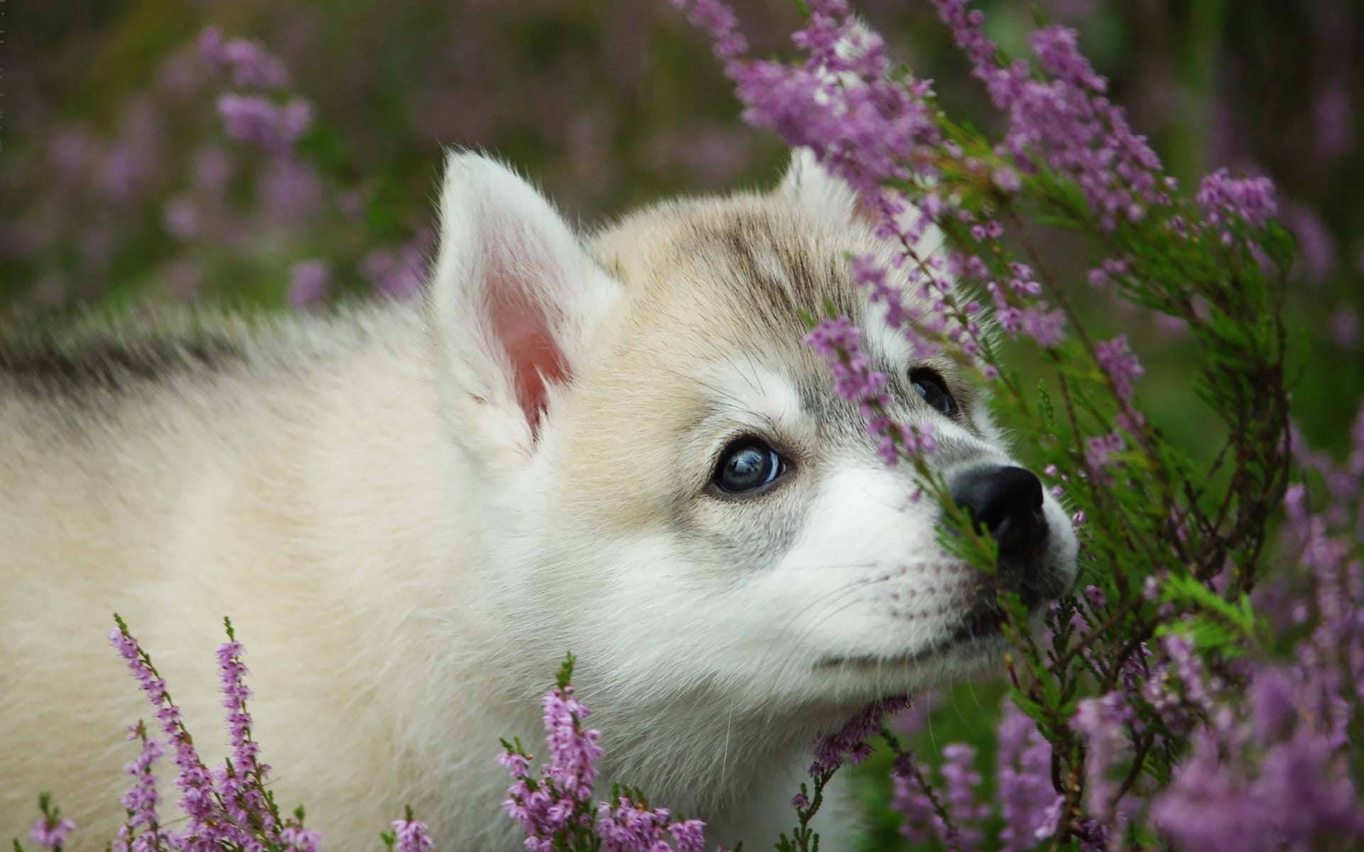 Husky Puppy Hintergrund