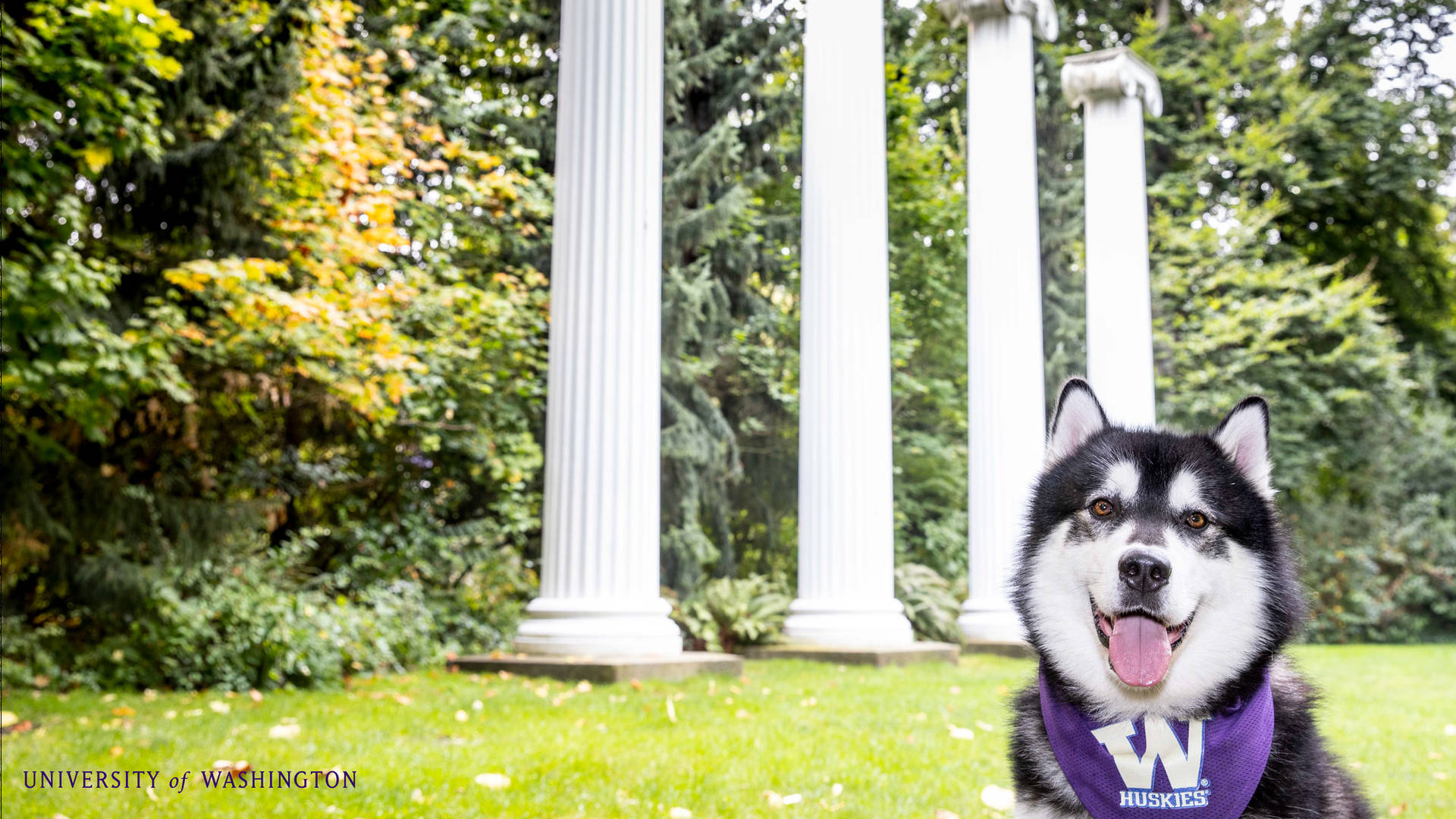 Husky Puppy Achtergrond