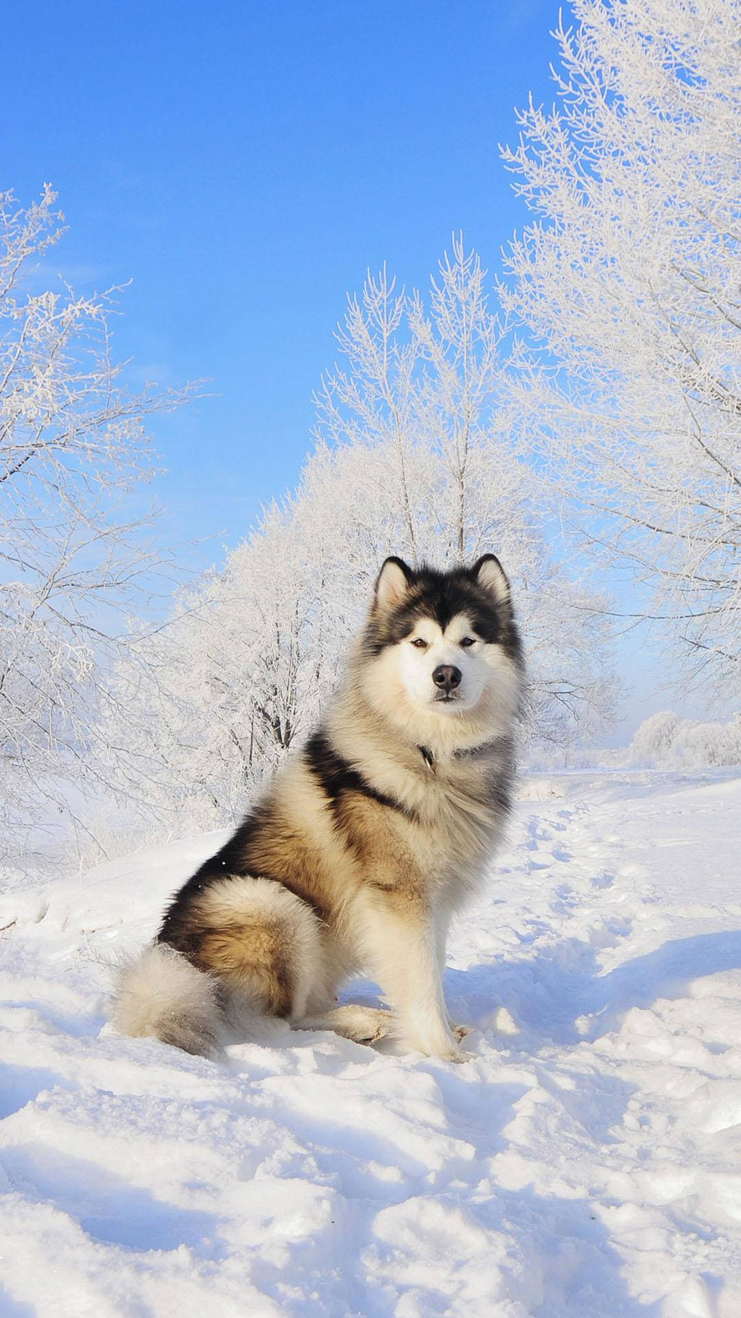 Husky Achtergrond