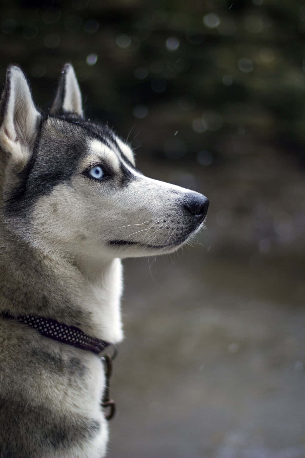 Husky Sibérien Fond d'écran