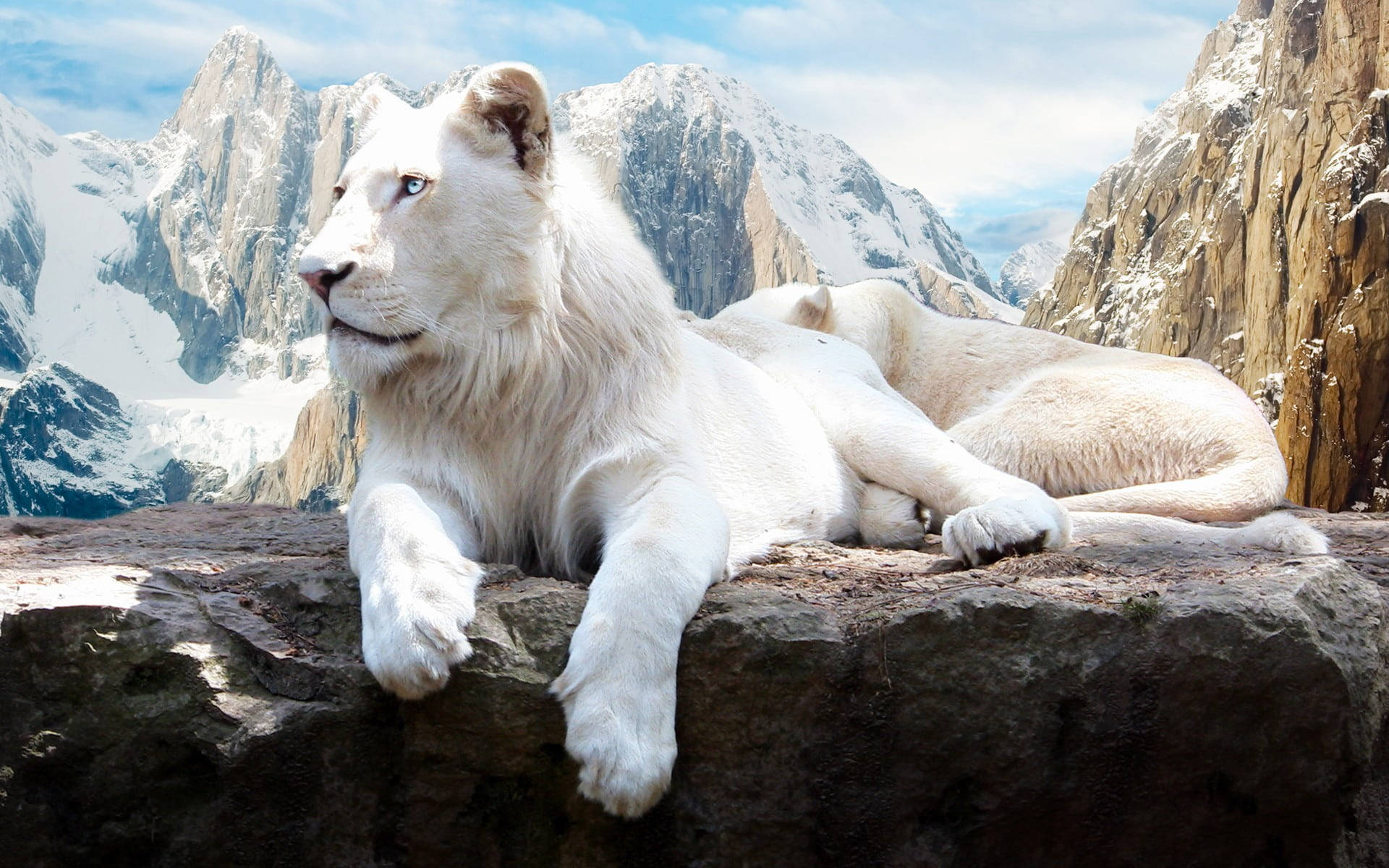 Hvid Løve Billeder