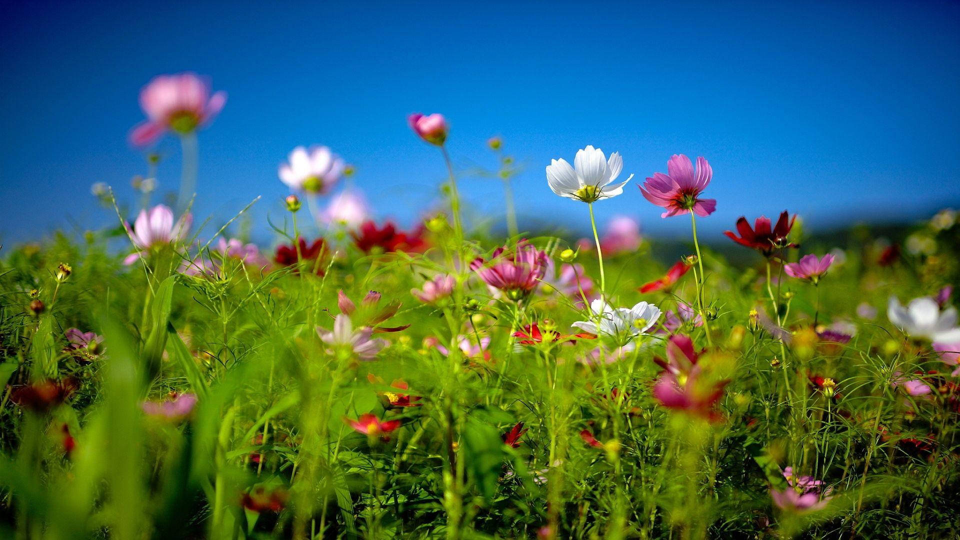 Hvit Blomst Bakgrunnsbildet