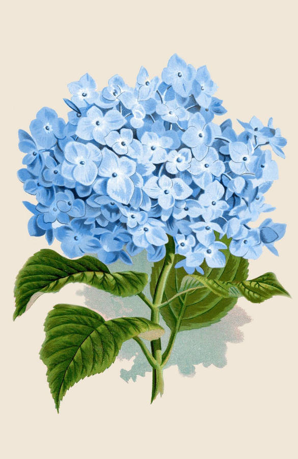 Hydrangea Wallpaper