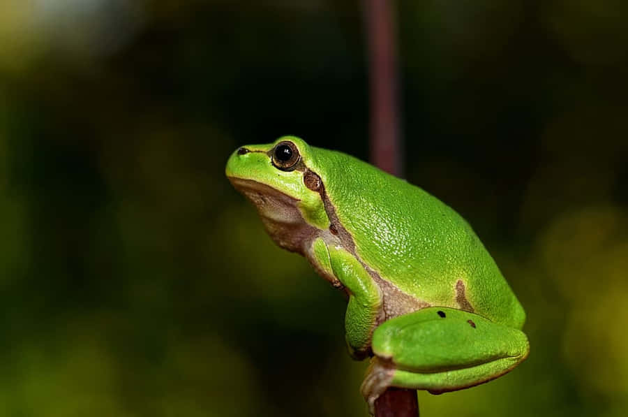 Hyla Wallpaper