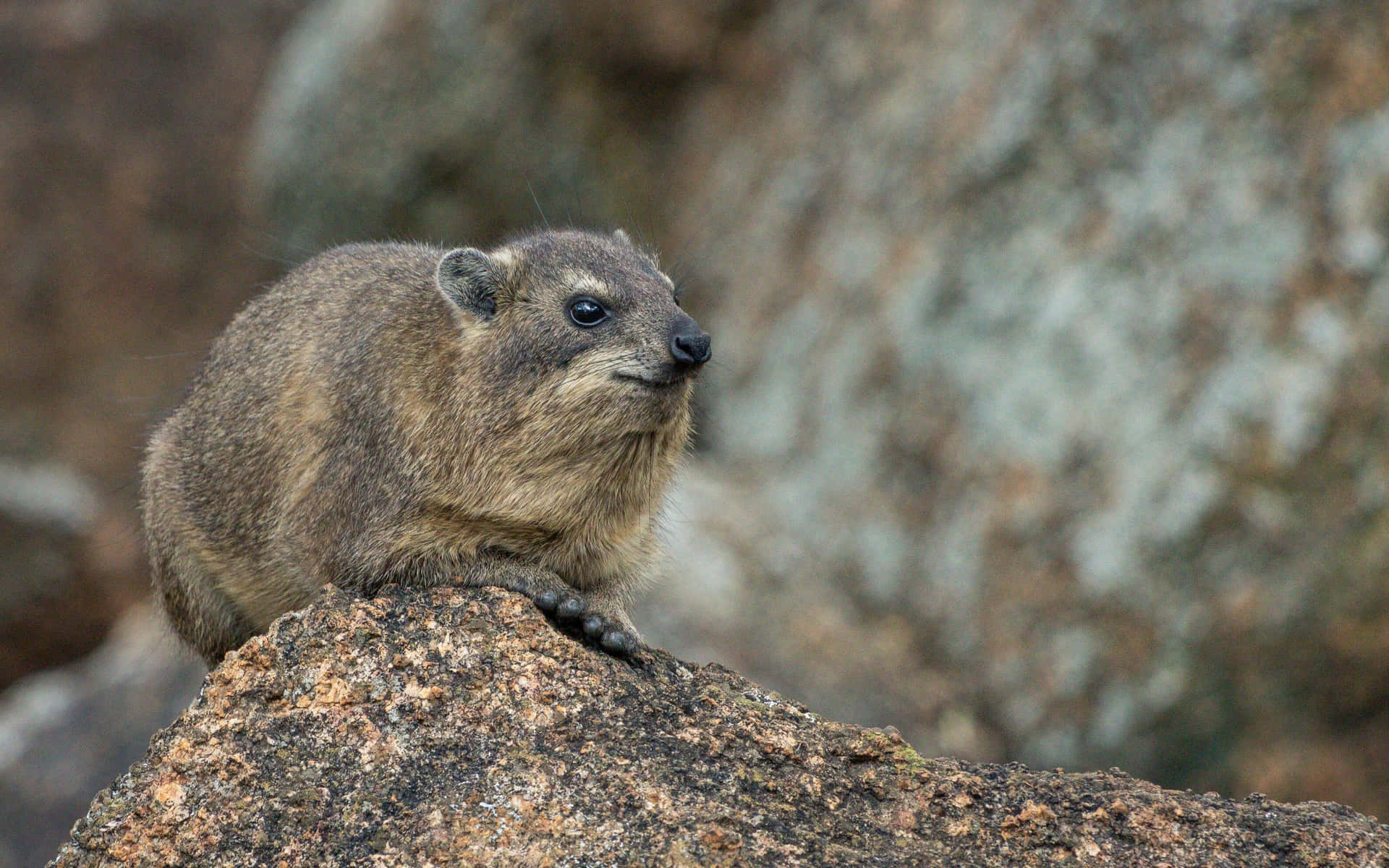 Hyrax Des Rochers Fond d'écran