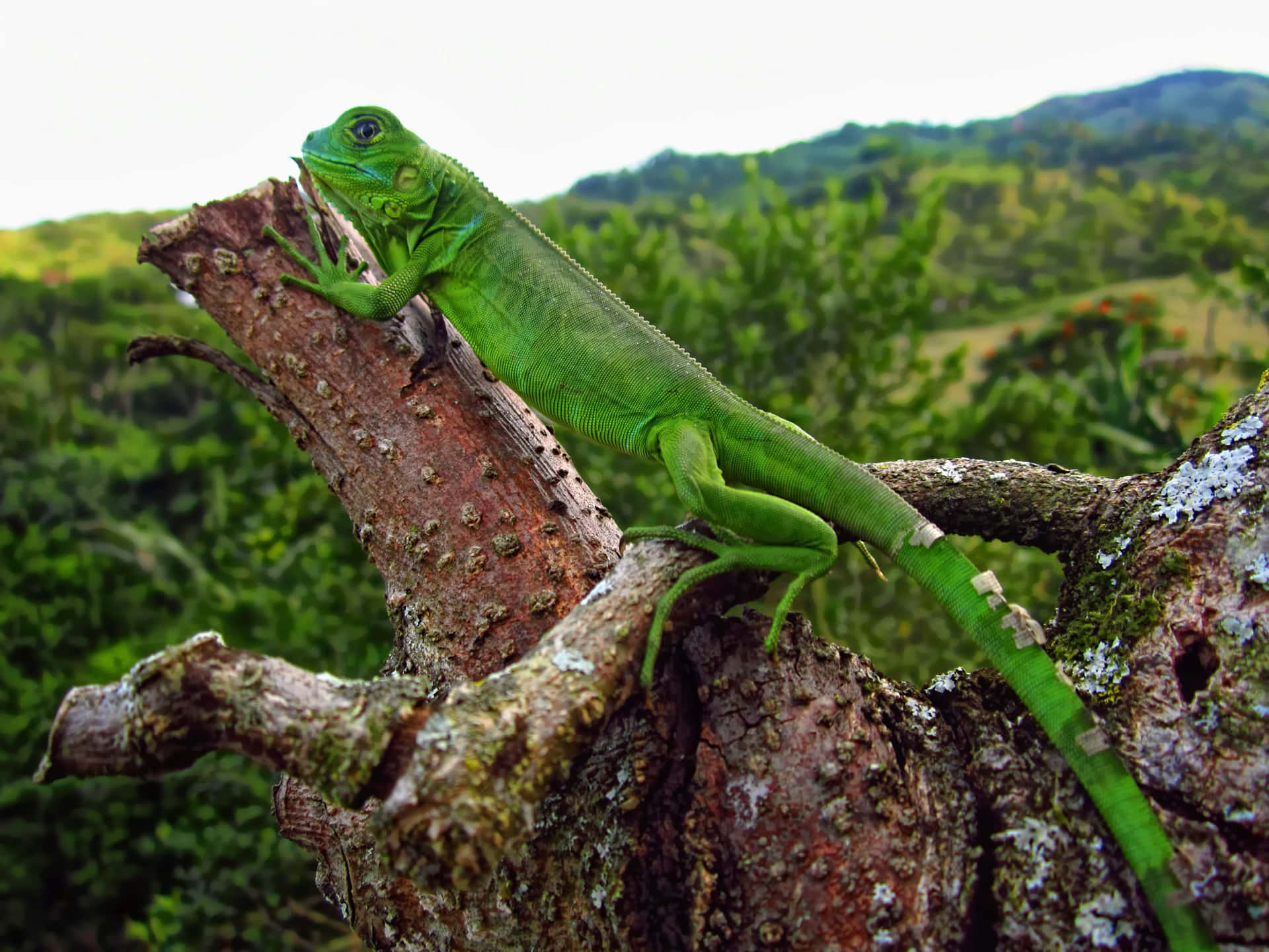 Iguana Achtergrond