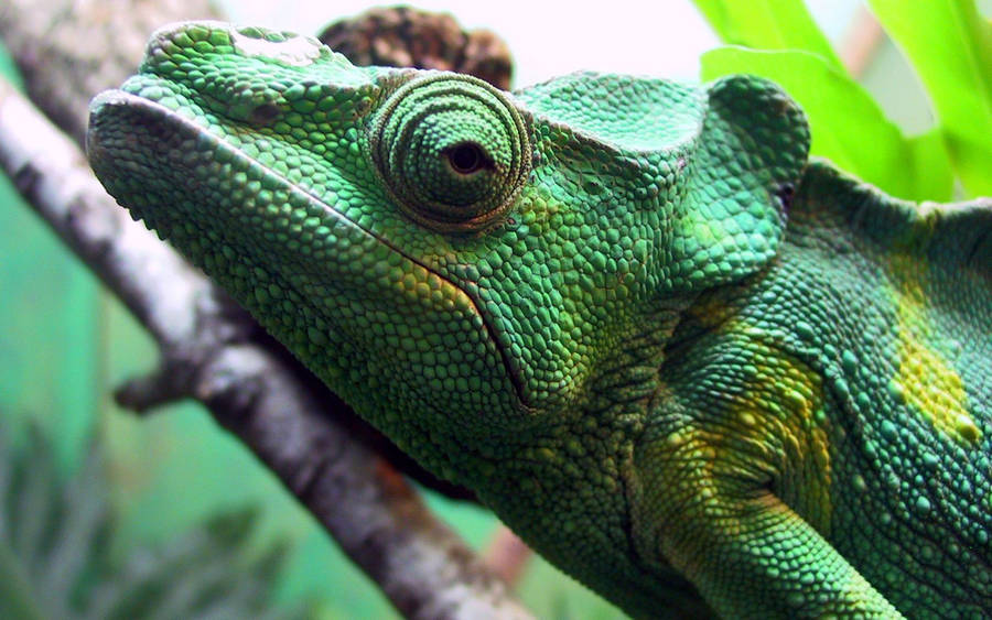 Iguana Verde Sfondo