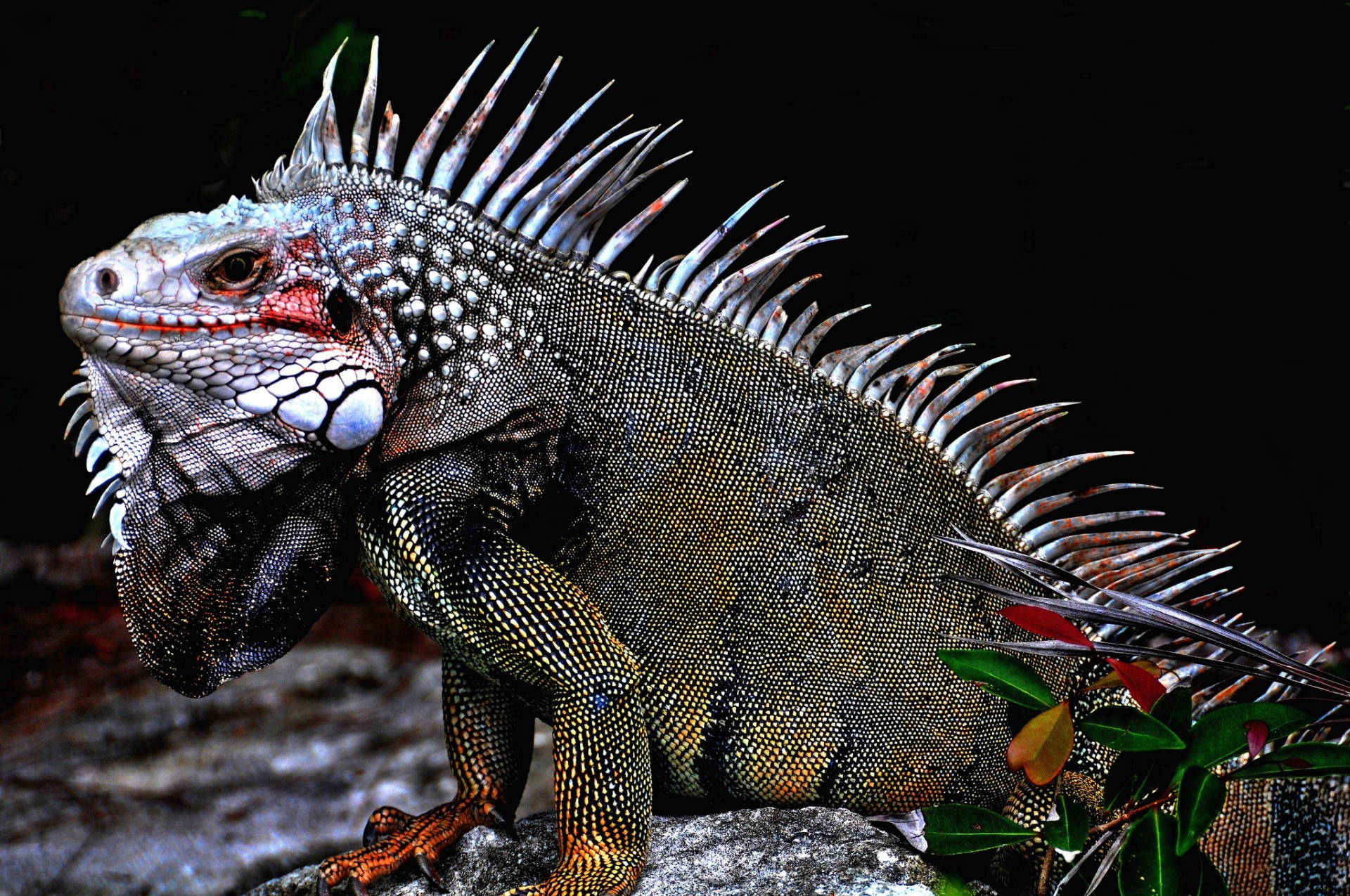 Iguane Vert Fond d'écran