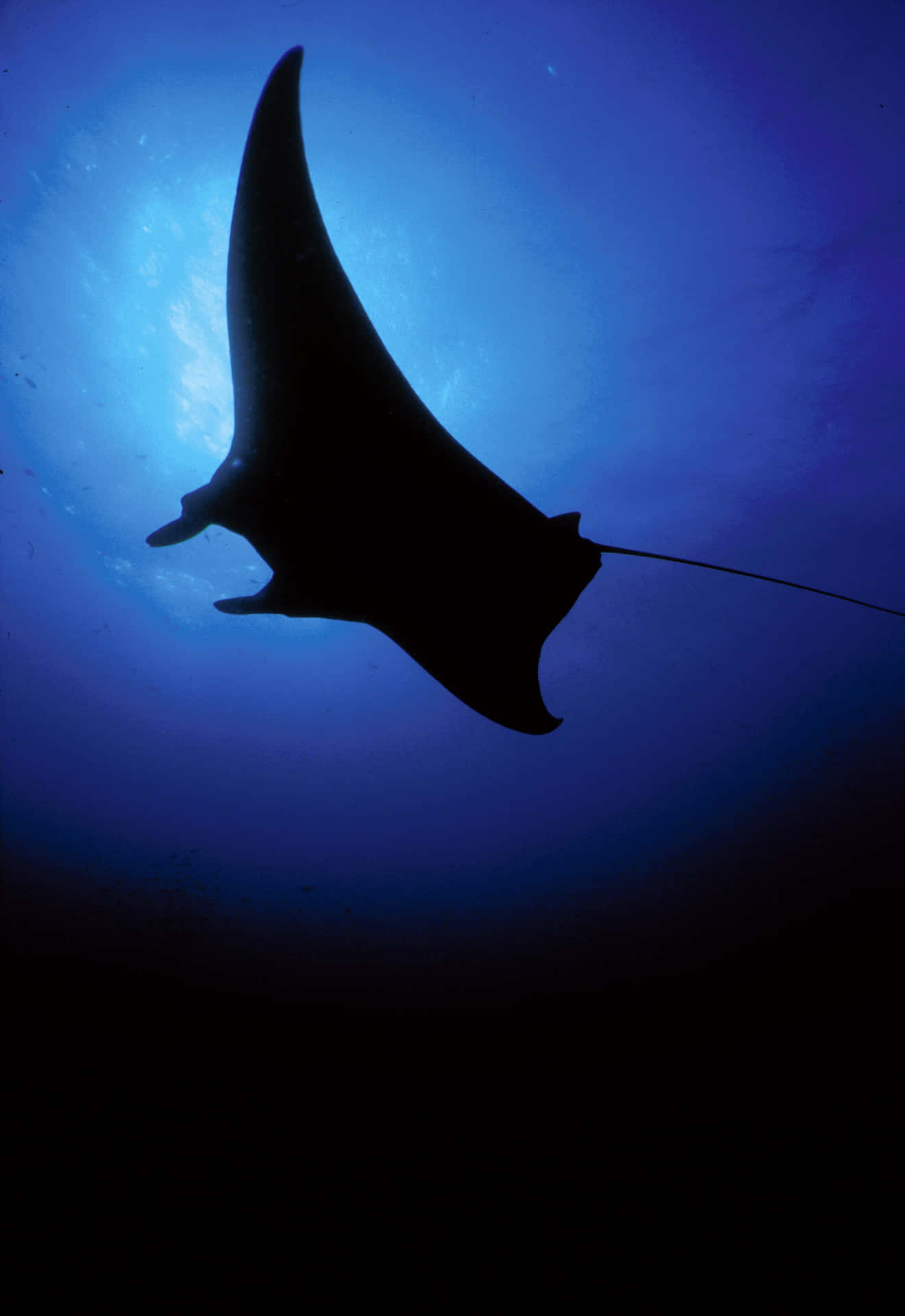 Ikan Manta Ray Wallpaper