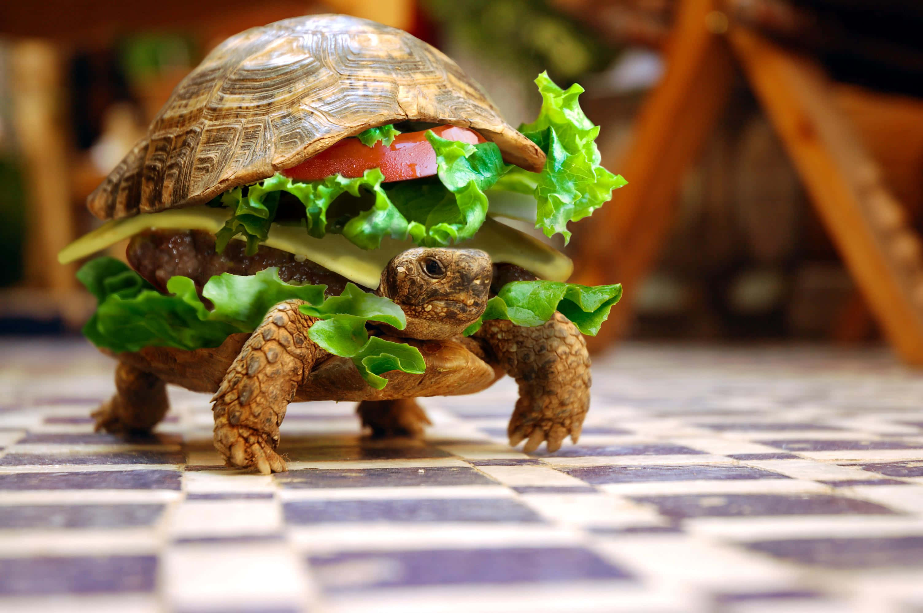 En skildpadde iført en burger lavet af salat tomat og ost. — Image Wallpapers