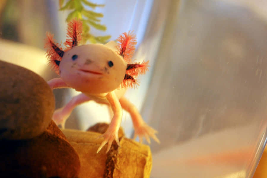 Imágenes De Axolotl