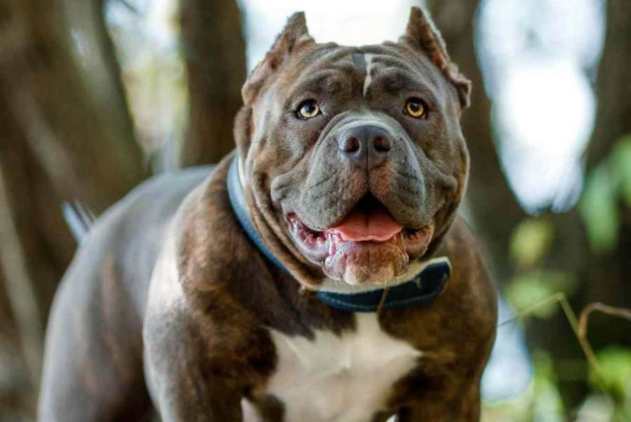 Un feliz pitbull marrón y blanco con un collar azul en un bosque. — Imágenes de Bully Dog Imágenes