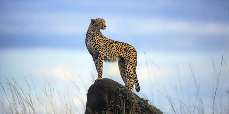 Imágenes De Cheetah