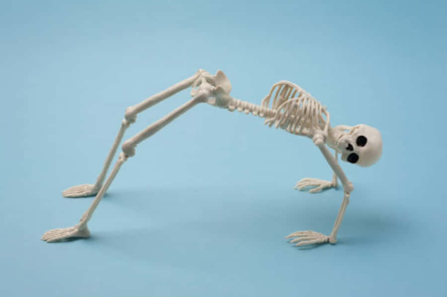 Imágenes De Esqueletos Divertidos