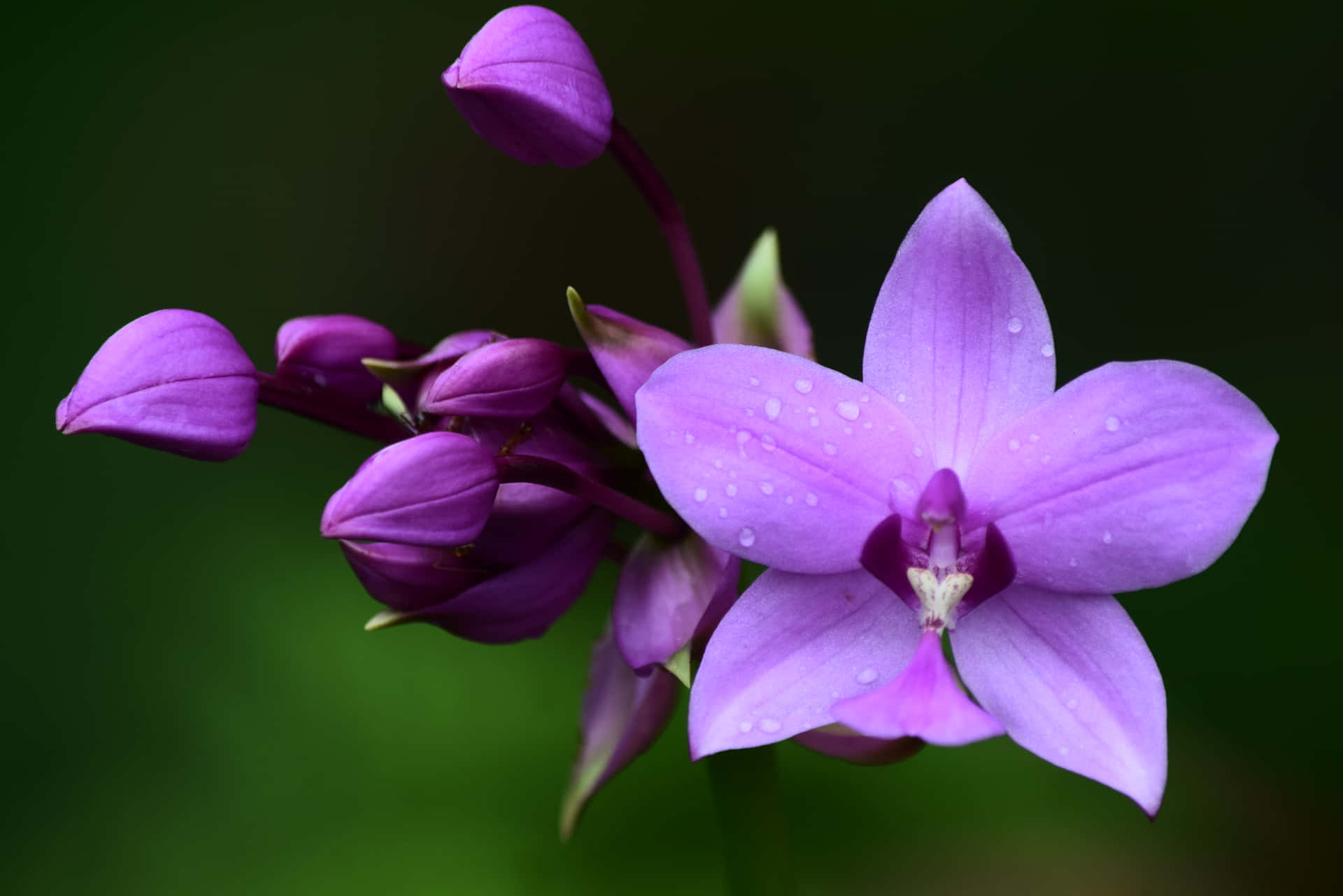 Imágenes De Flor De Orquídea