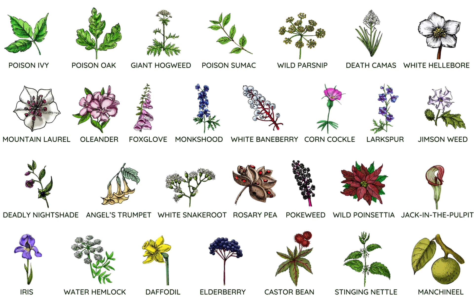 Imágenes De Guía De Identificación De Flores