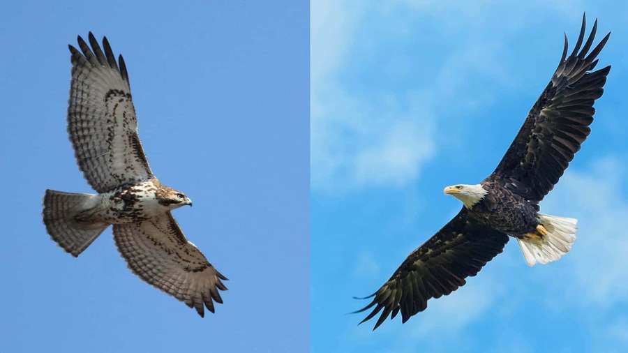 Dos grandes aves rapaces volando en un cielo azul claro — Imágenes de halcón Fondos de pantalla
