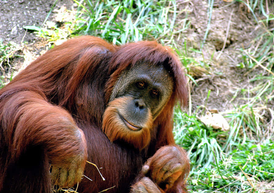 Imágenes De Orangutanes