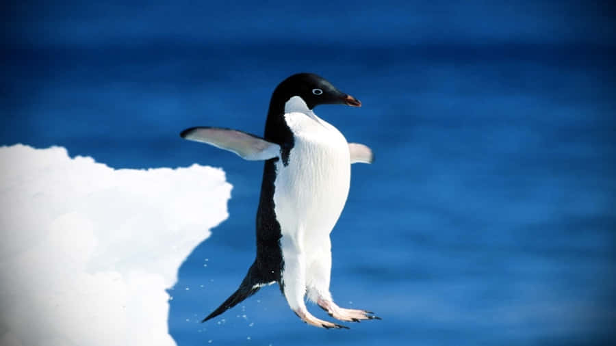 Imágenes De Pingüinos Graciosos