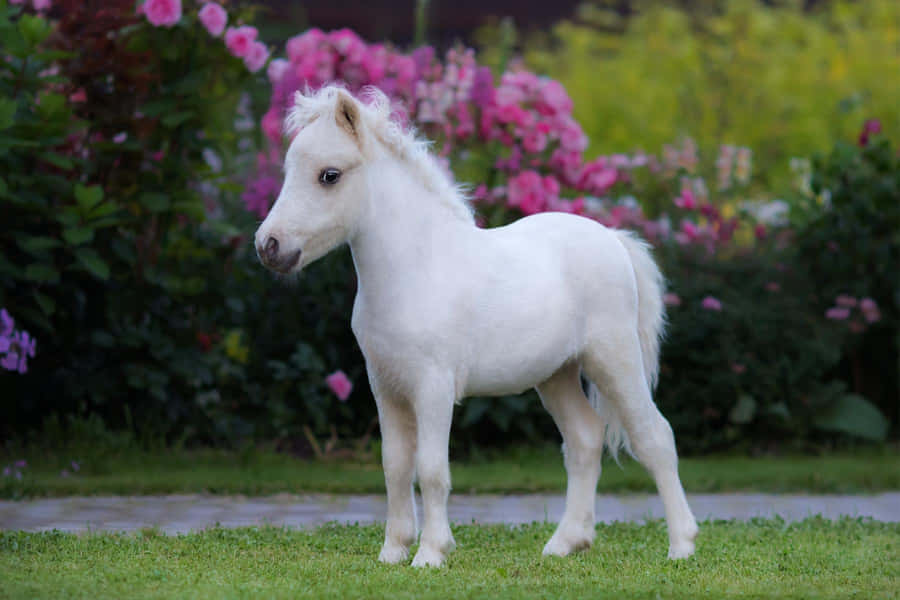 Imágenes De Pony