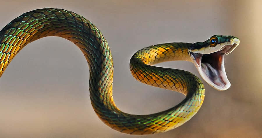 Imágenes De Serpiente Aterradora