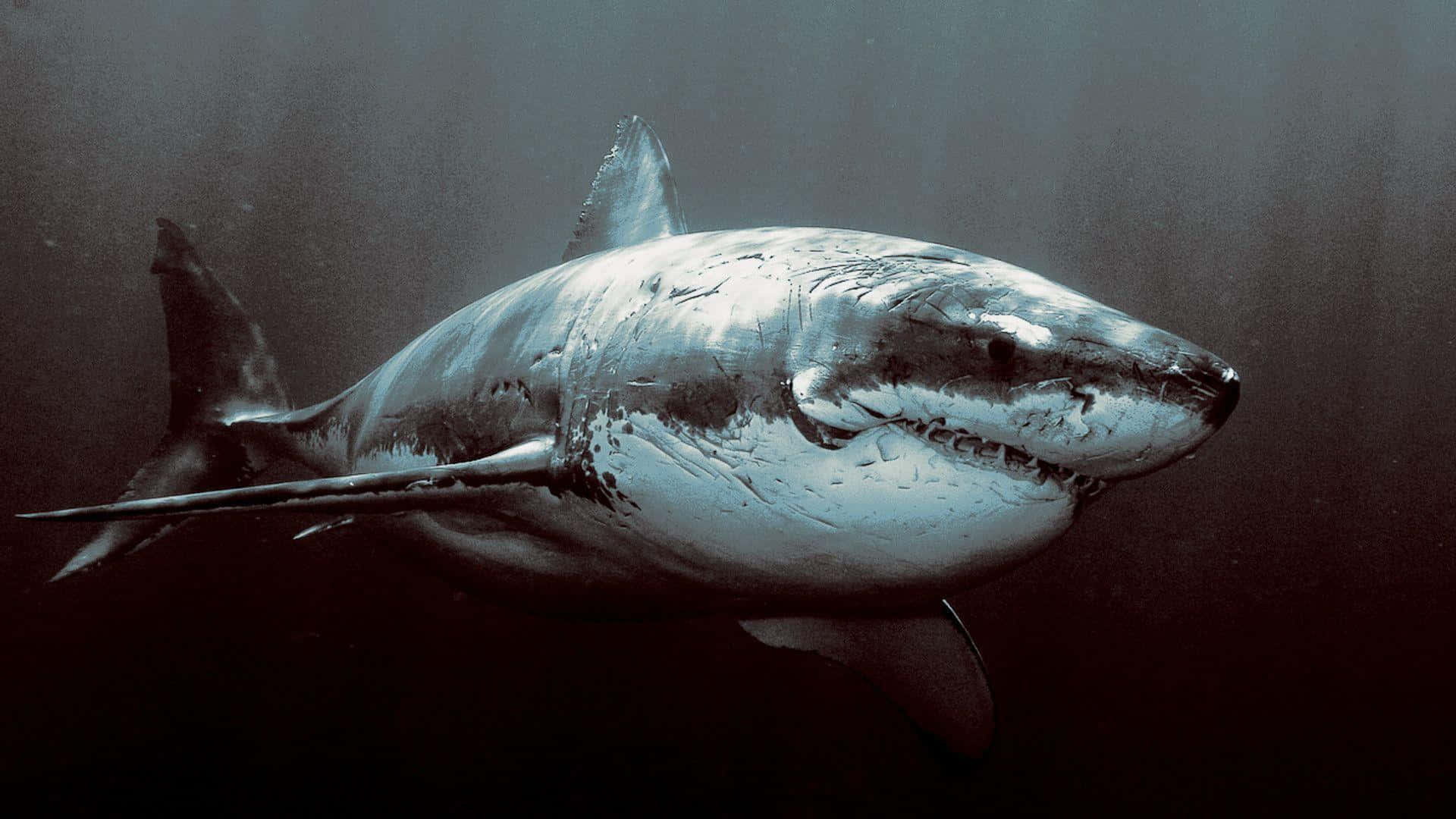 Imágenes De Tiburón Geniales
