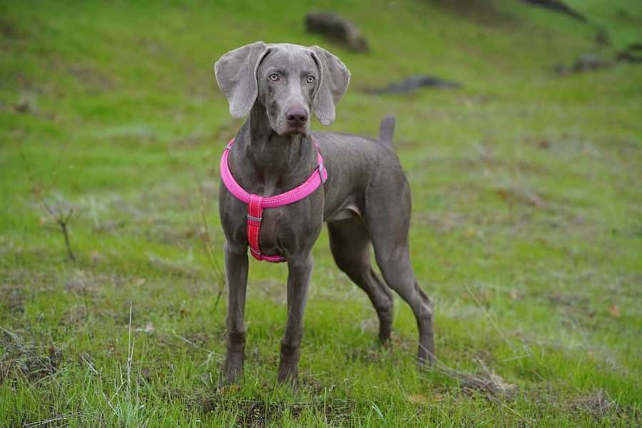 Weimaraner gris con arnés rosa en campo de hierba — Imágenes de Weimaraner Imágenes