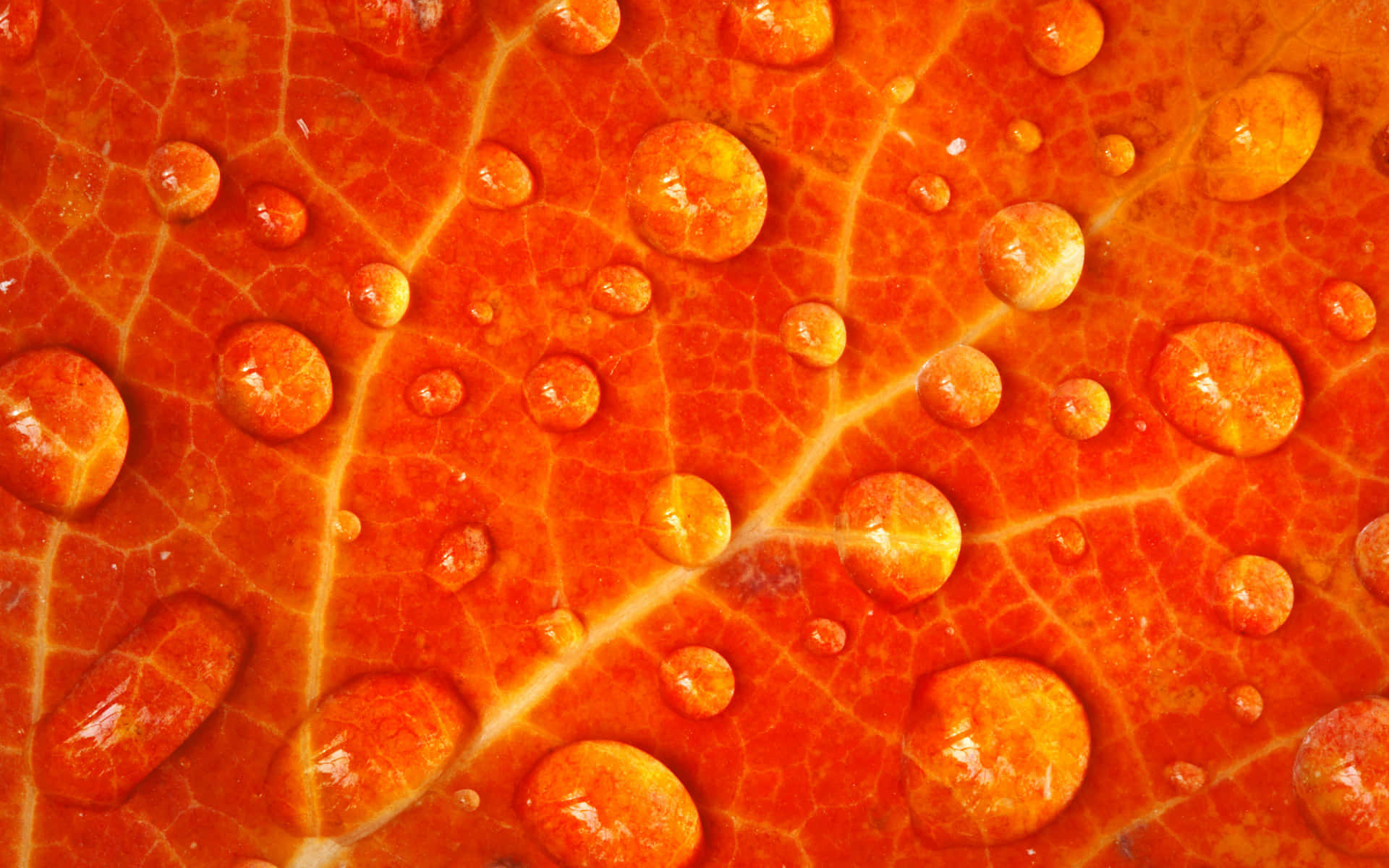 Imágenes Naranjas