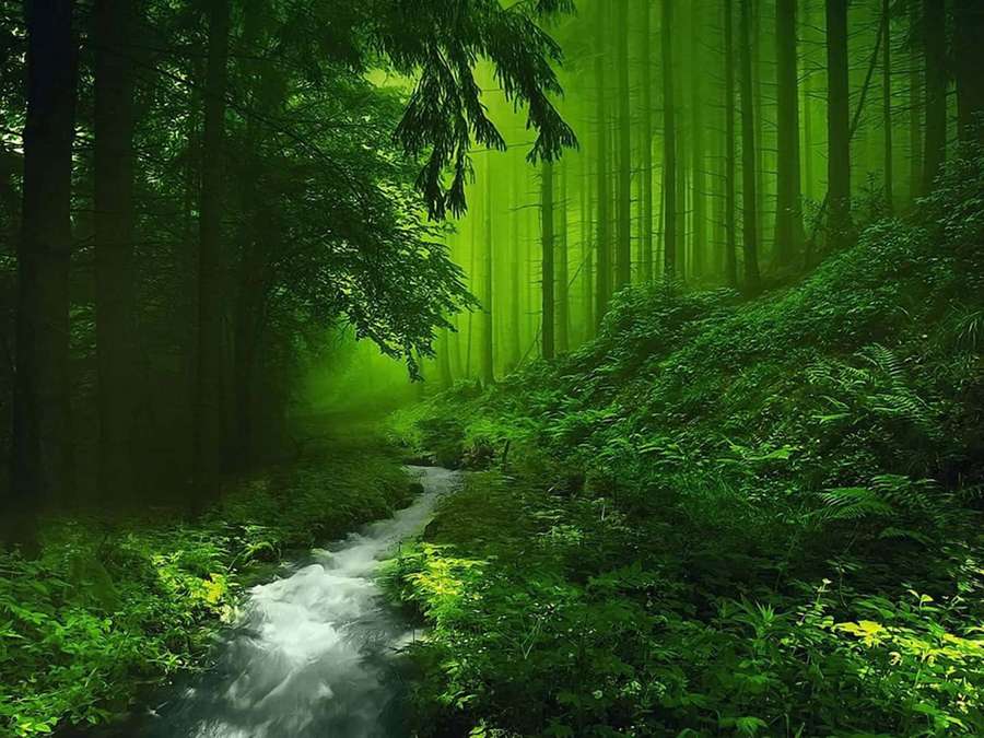 Un bosque verde brillante con un arroyo fluyendo rodeado de denso follaje y árboles altos. — Imágenes Profundas Imágenes